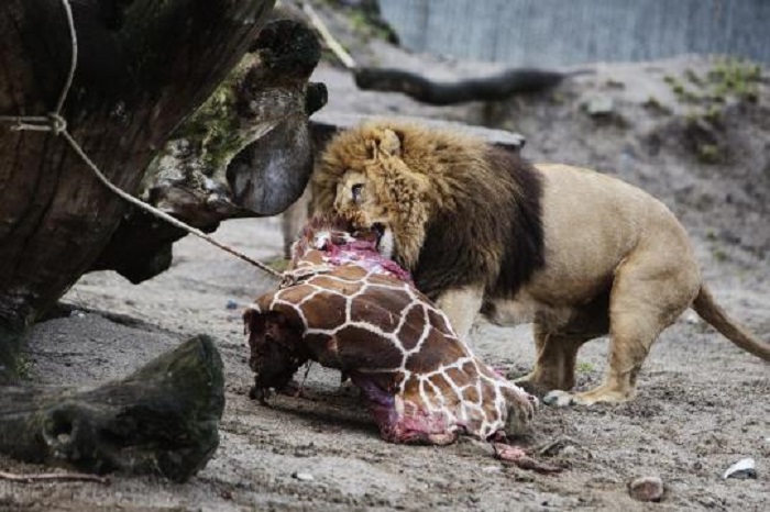 Warum gesunde Zootiere getötet werden