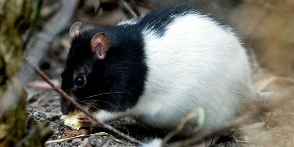 Un Australien condamné pour avoir arraché la tête d`un rat avec ses dents