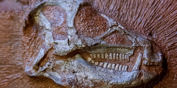Un bout de cerveau fossilisé de dinosaure découvert pour la première fois