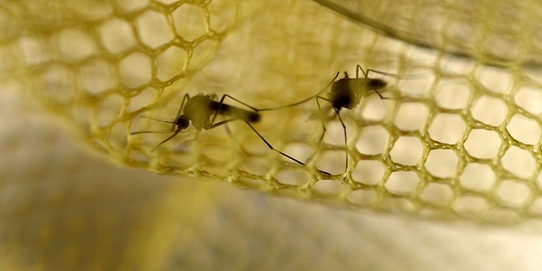 Un cas importé de Zika confirmé à La Réunion