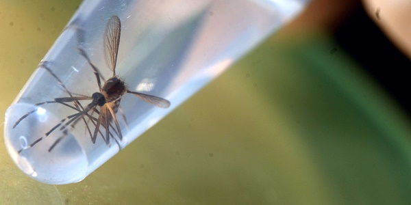 Un deuxième cas de zika importé confirmé à La Réunion