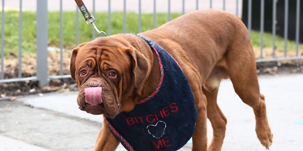 Un jeune homme jugé pour avoir enterré sa chienne vivante