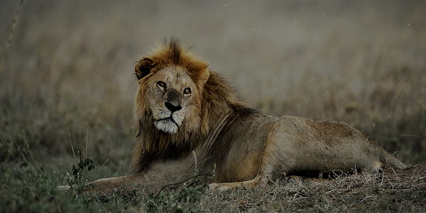 Un lion s`échappe dans les rues de Nairobi, un homme blessé