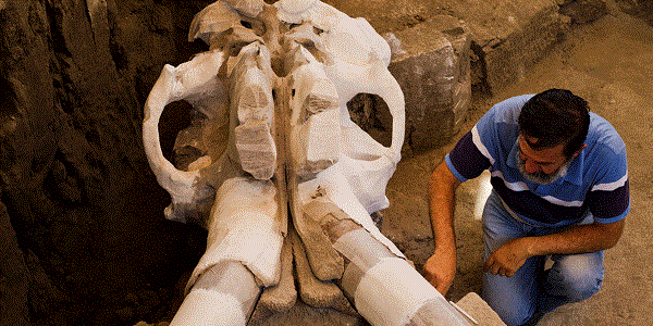 Un mammouth vieux de 14.000 ans sort de terre au Mexique 