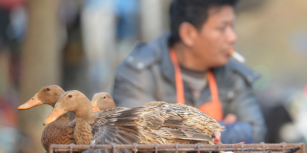 Un nouveau cas humain de grippe aviaire signalé en Chine