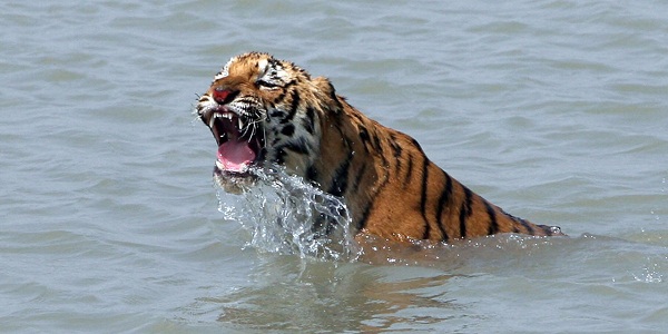 Une femme tuée par un tigre dans un parc chinois