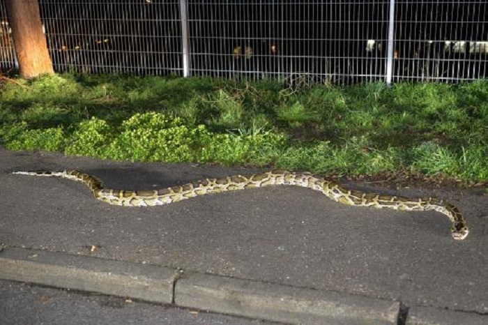 Vier Meter langer Python auf Rastplatz gefunden