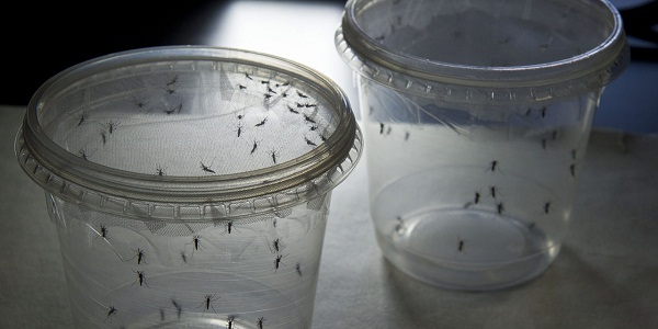 Virus zika: la Colombie prévoit plus de 600.000 cas en 2016