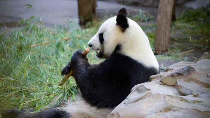 La naissance de pandas jumeaux, une première en France