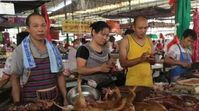Yulin dog meat festival begins despite rumours of ban