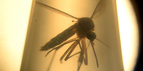Le Panama réfléchit à un recours aux moustiques transgéniques