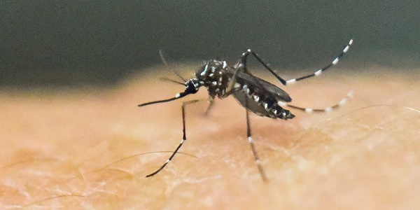 Zika : un quartier de Miami déconseillé aux femmes enceintes