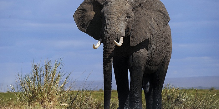 Zimbabwe: un éléphant de plus de 50 ans abattu par un chasseur allemand