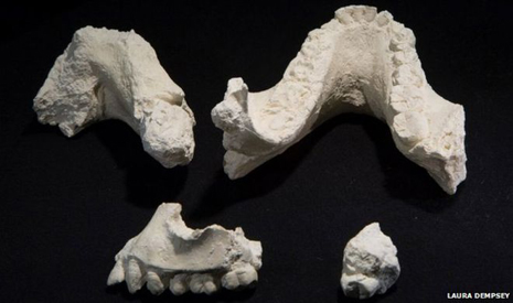 `New species` of ancient human found