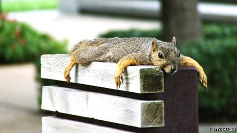 A `drunk` squirrel caused hundreds of pounds of damage 