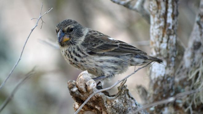 Growing parasite threat to finches made famous by Darwin