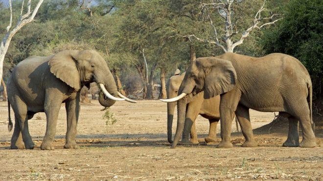 Italian pair shot dead in Zimbabwe on anti-poaching patrol