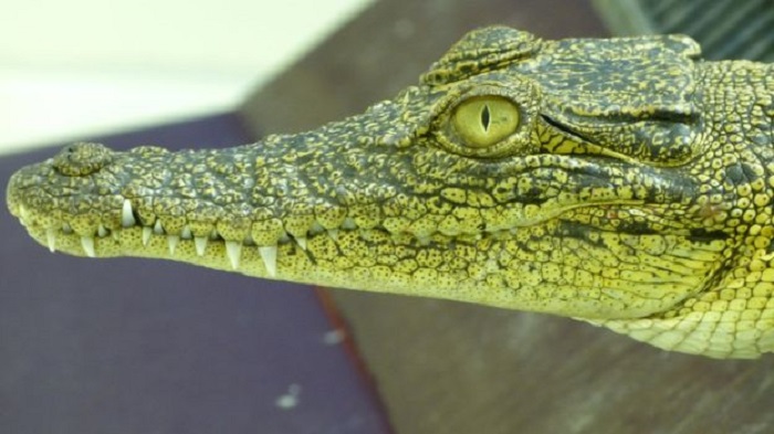 Crocodile eyes are fine-tuned for lurking