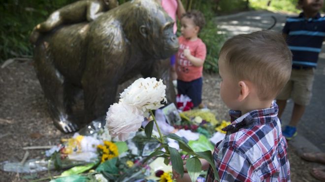 Harambe gorilla killing: No charges for boy`s mother
