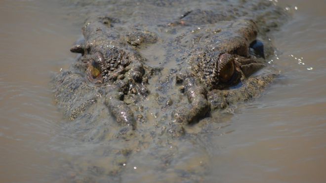 Man killed by crocodile in Australia`s Northern Territory