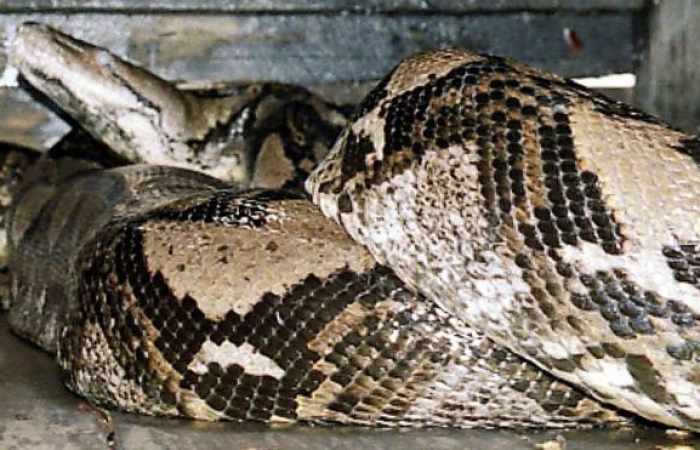 How did an Indonesian python eat a man?