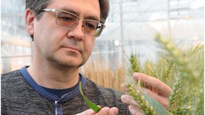 'Milestone' reached in fighting deadly wheat disease