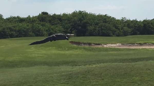 Floride: un alligator géant s`invite sur un parcours de golf - VIDEO