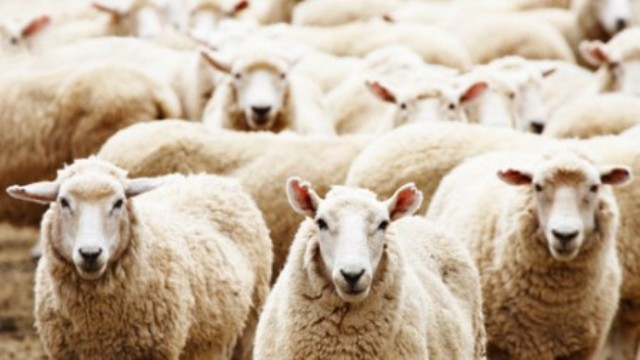 Məşhurlar qurban kəsəcəkmi? - SORĞU