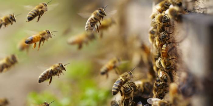 20.000 abeilles ont bloqué l’entrée d’un gratte-ciel new-yorkais