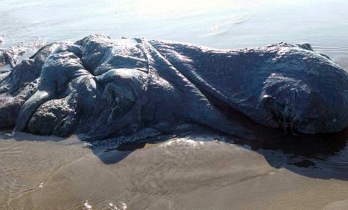 Mysterious sea monster emerges from the depths of the sea in Mexico