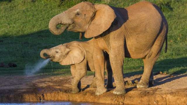 Elephants` low cancer rates explained