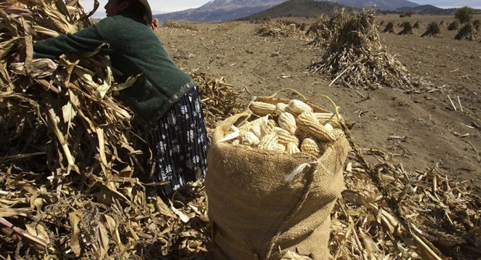 Exportaciones agropecuarias de México superan ventas petroleras y turismo