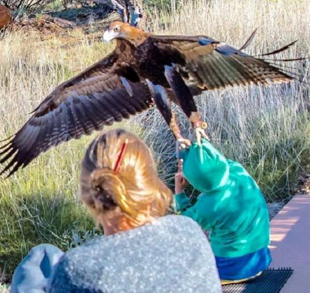 Un aigle tente de capturer un petit garçon - PHOTO