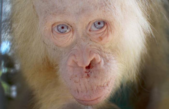 Extremely rare Albino orangutan rescued from captivity in Indonesia