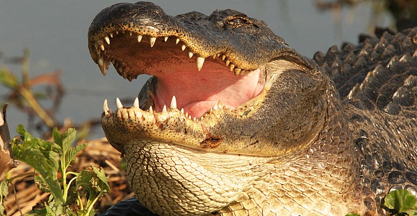 Etats-Unis: le corps de l`enfant happé par un alligator a été retrouvé