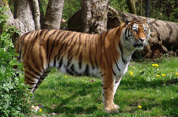 Le zoo de Zurich a fait piquer son tigre de Sibérie