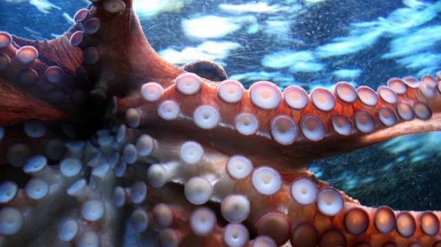 Scientists gave octopuses ecstasy and it revealed a secret genetic link to humans
