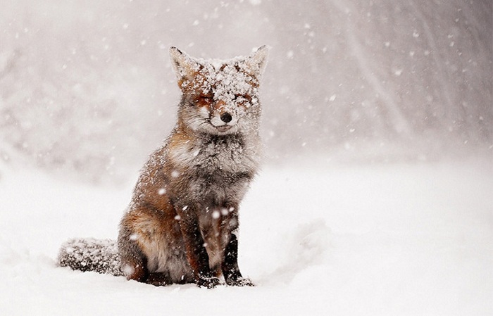 Même les animaux aiment la neige - VIDEO