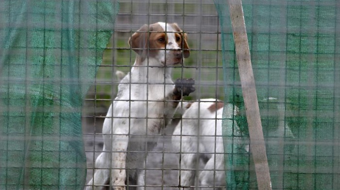 Ils vivaient avec 60 animaux dans une pièce de 10 m2