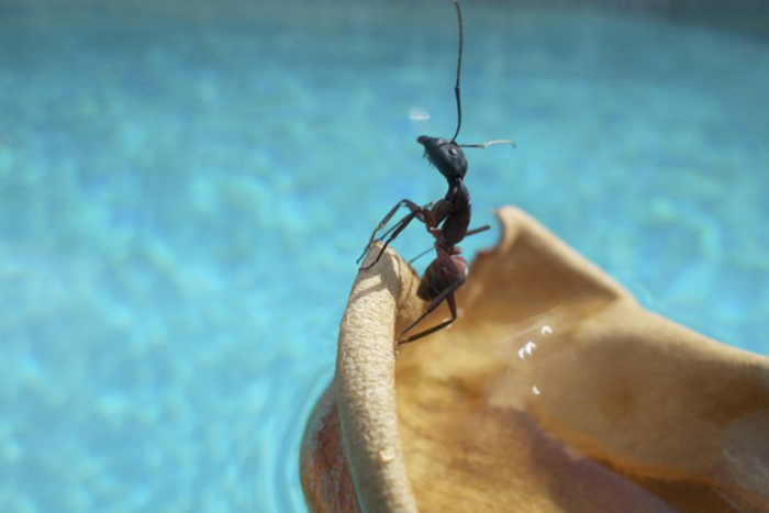 Man survives on ants for 6 days in remote Australia