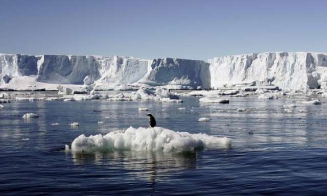 Global warming doubles growth rates of Antarctic seabed's marine fauna – study