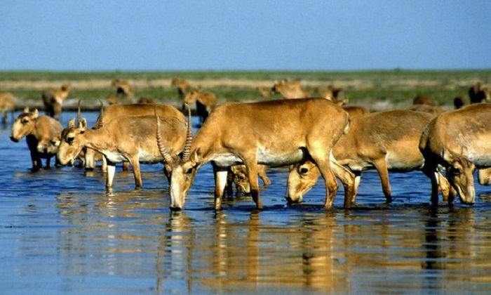 Saiga antelope numbers rise after mass die-off 