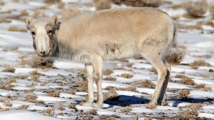 Endangered antelopes face `catastrophic` die-off 