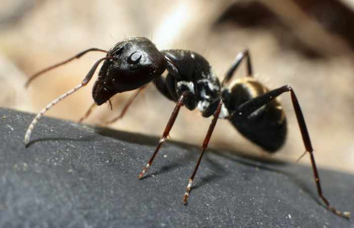 Ants march into battle and rescue their wounded comrades