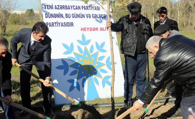 Gəncədə 23 xan çinar ağacı əkildi - Foto