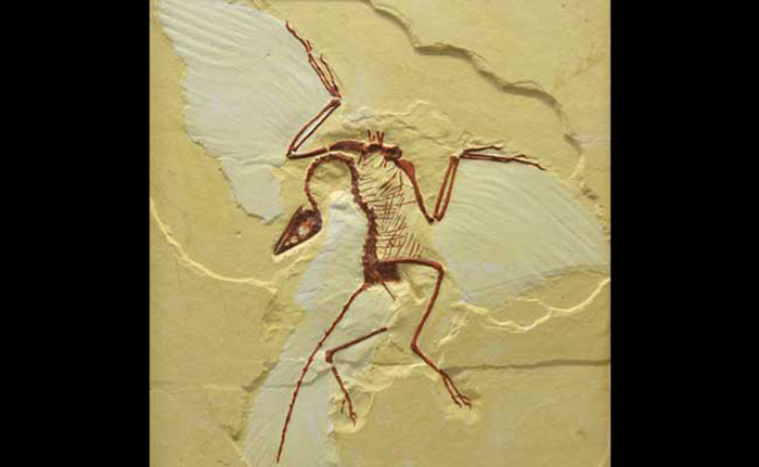 125 Million Year old wing reveals evolution of flight