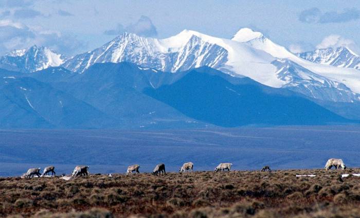 Appel de scientifiques contre la prospection dans une réserve d'Alaska