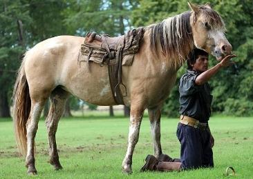 Atları pıçıltı ilə öyrədən təlimçi - FOTOSESSİYA