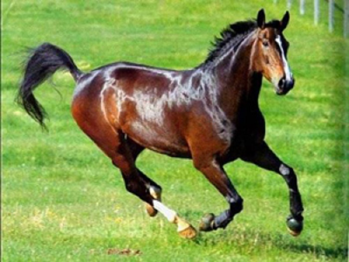 Les chevaux du Karabagh de l’Azerbaïdjan - PHOTOS