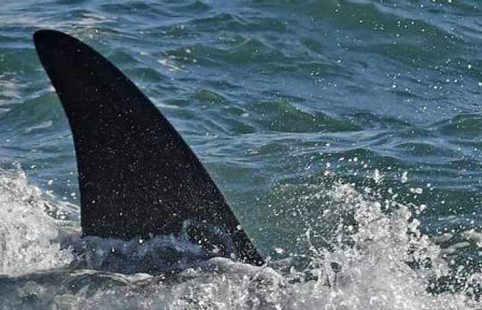 333 cétacés tués par des chasseurs de baleines